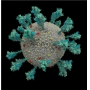 冠狀病毒如何入侵入體-第一篇(棘蛋白的構造)